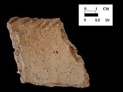 Shepard rim sherd decorated with direct cord and cord-wrapped dowel impressions, interior surface, which shows decoration extending up over lip edge from the Fout Collection, Maryland.